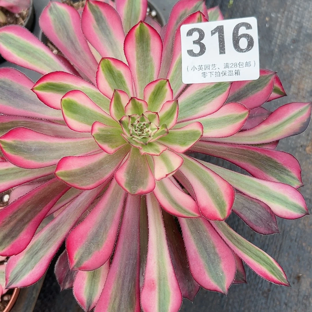 多肉植物316多肉法师