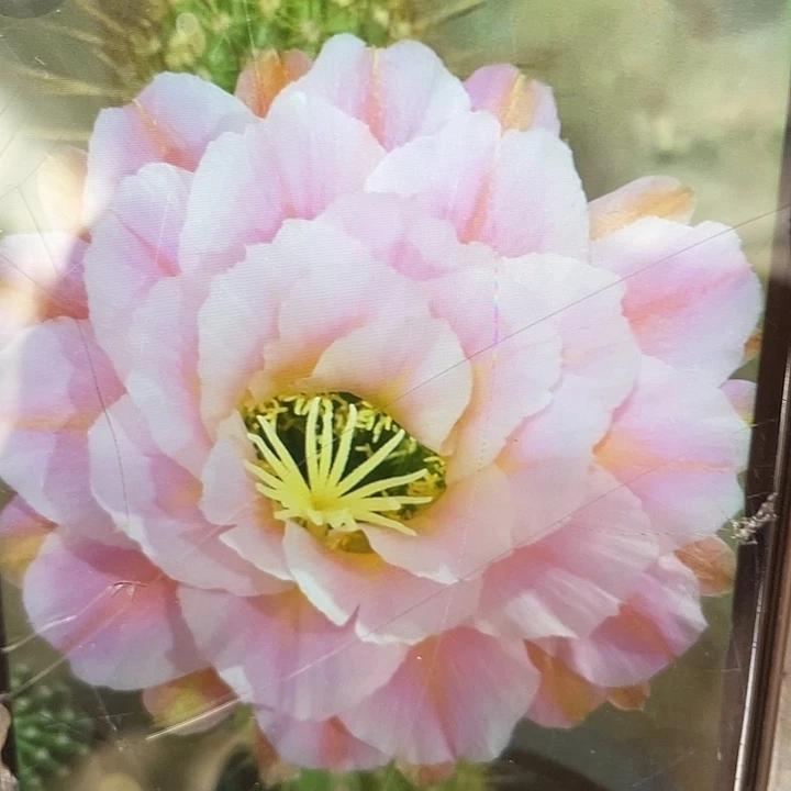 毛花柱曙光高度30公分以上