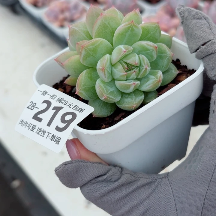 雪花珍妮无盆土发货多