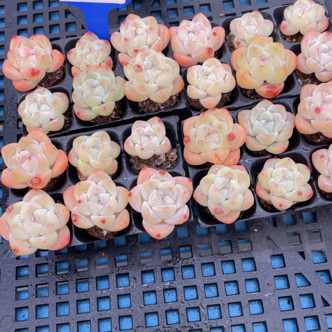 612号 开播福利老桩冰玉六个