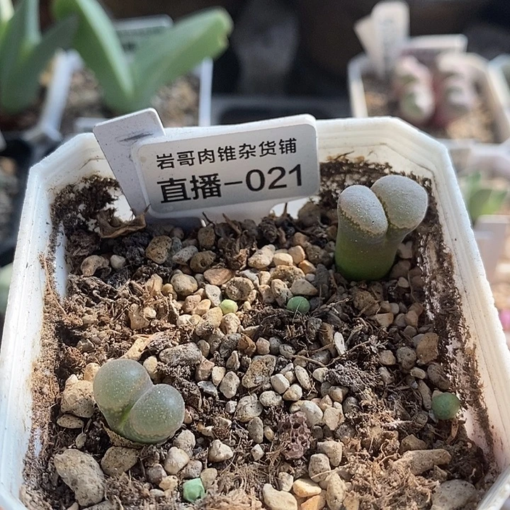 乌克兰种源黑眼豆豆风铃