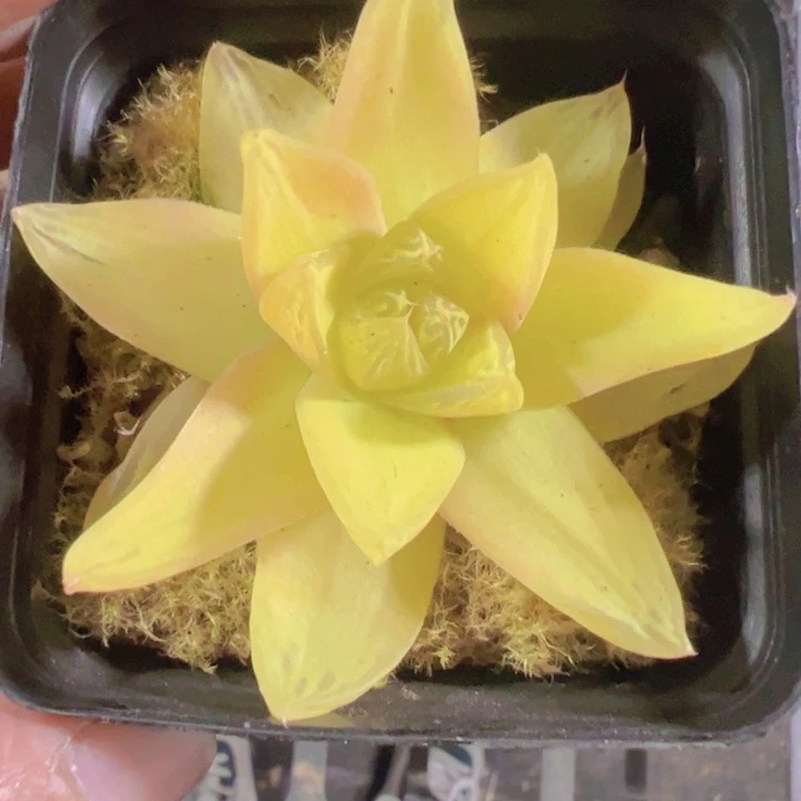 黄金玉露精品多肉植物