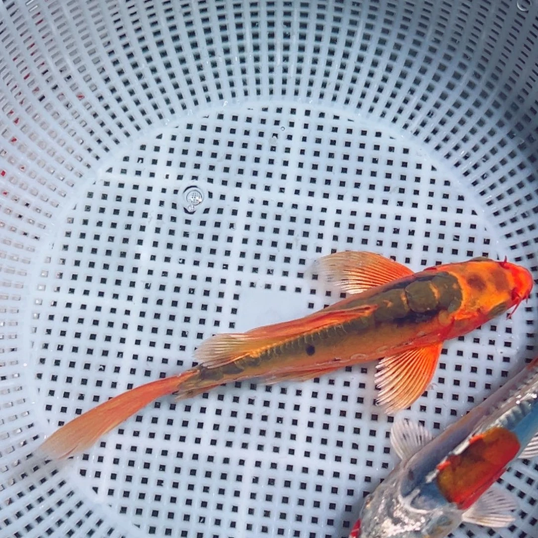 锦鲤锦鲤观赏鱼1111