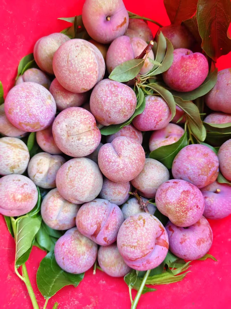 正宗广东钱排红心三华李新鲜现摘酸脆可口当季水果