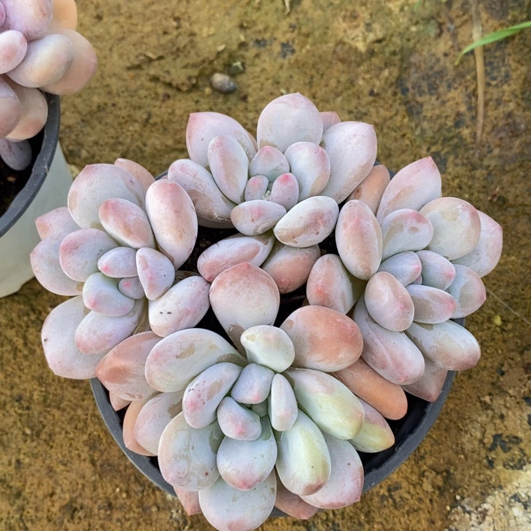 一物一拍多肉植物满38包邮