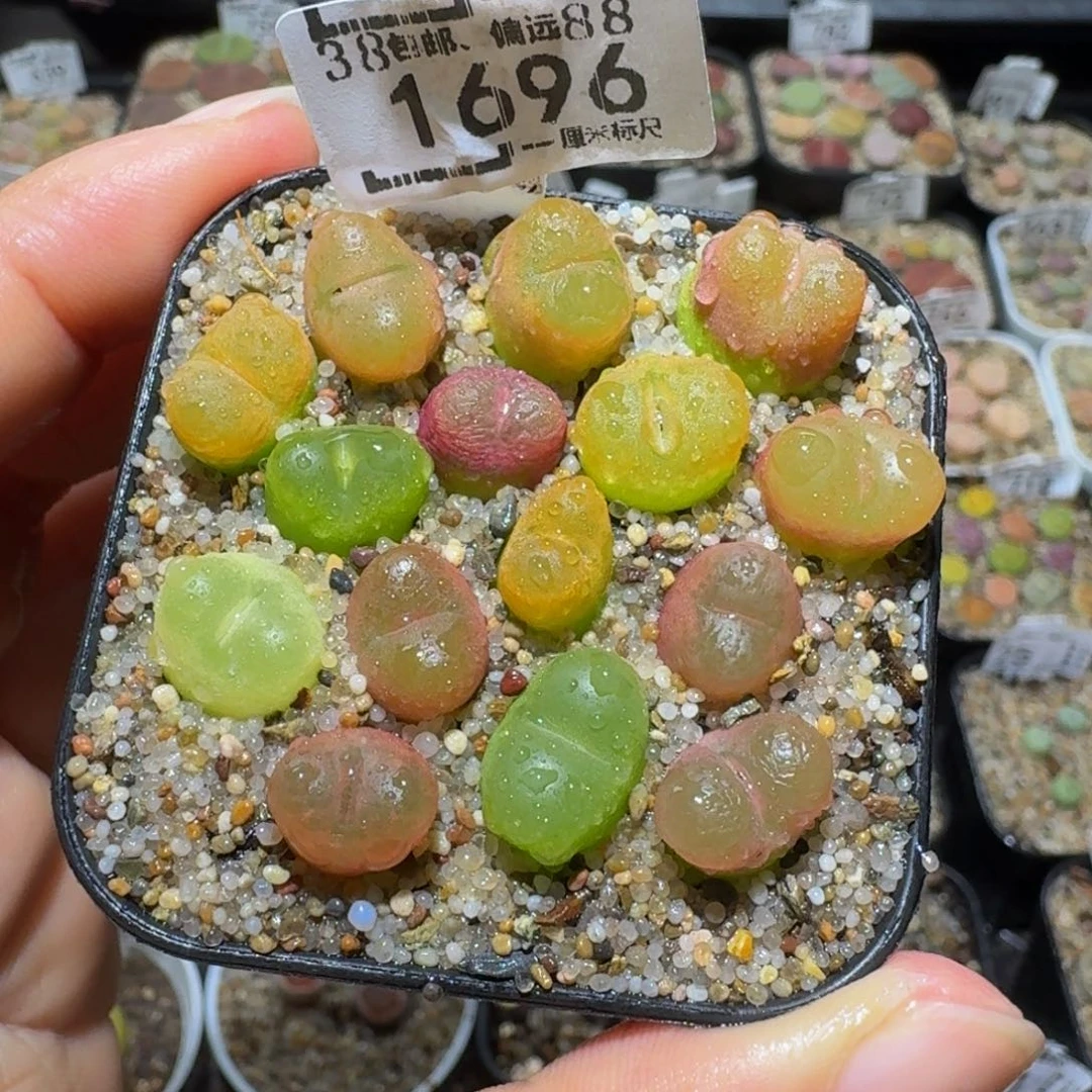 板娘私藏好屁屁1696