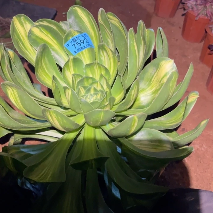 云*艳资中斑7592多肉植物