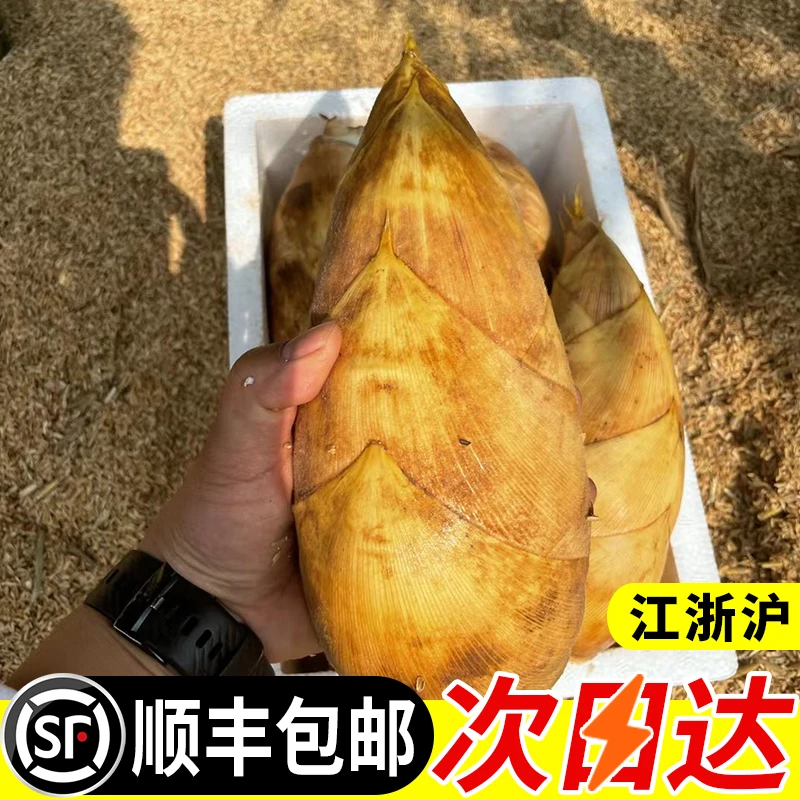 顺丰发货农家土货新鲜现挖冬笋毛竹笋春笋楠竹鲜笋5斤黄泥笋