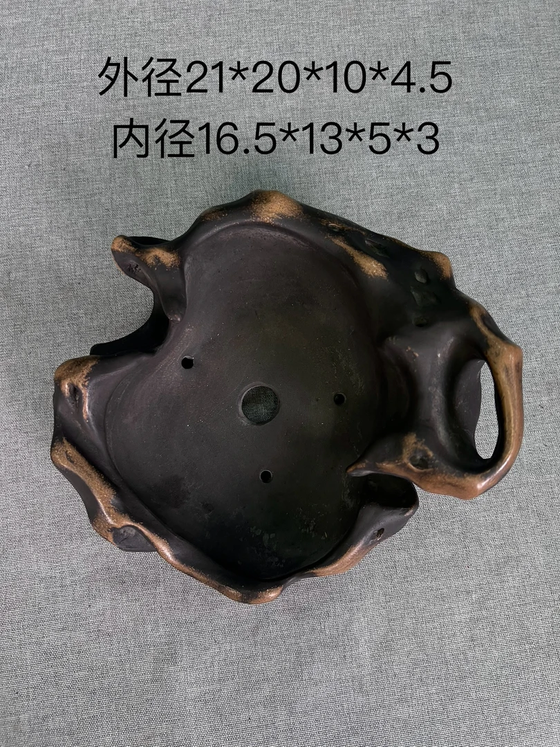 水明盆，太湖石紫砂异形盆配树不喧兵夺主后期价值空间大，赏用皆宜