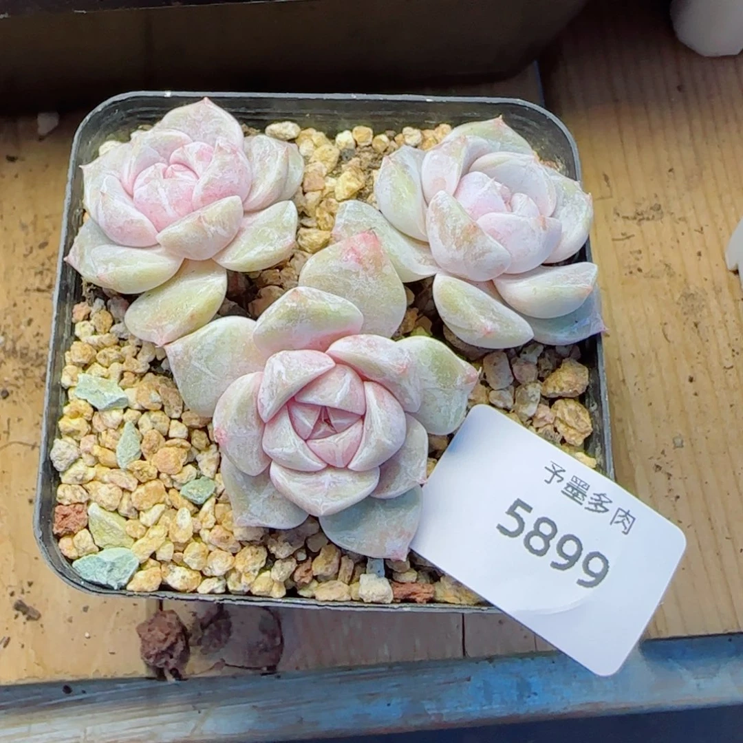 长杆汉堡无砍，5899多肉植物