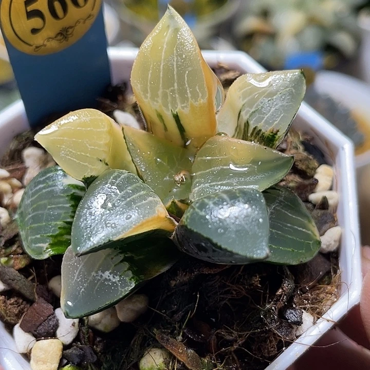 566花影锦特选福利