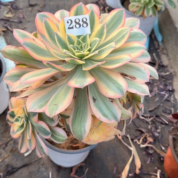 灿烂法师有黑斑288