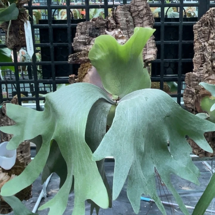 完全开放-象爪鹿角蕨