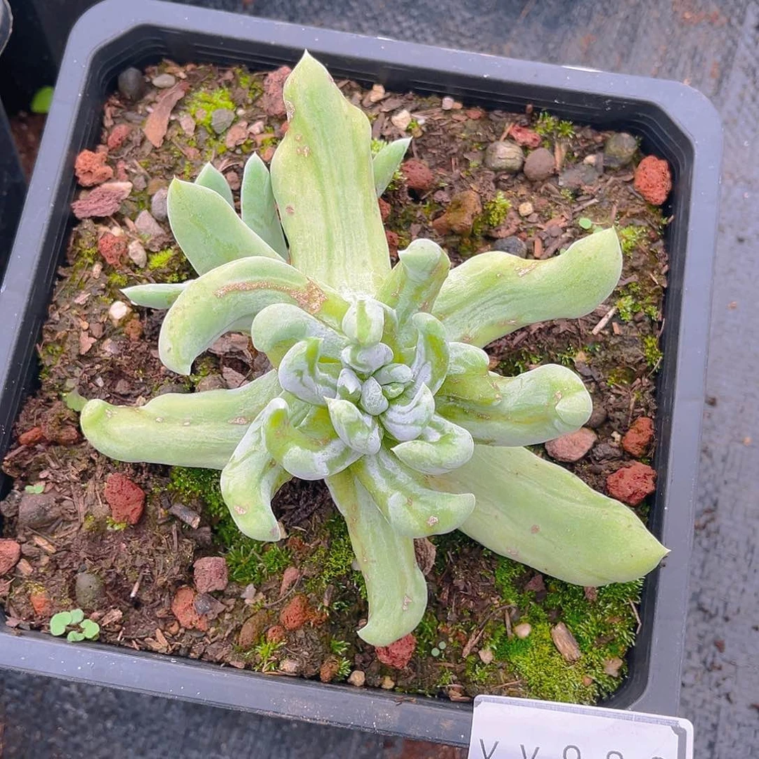 石化老桩仙女杯yy988