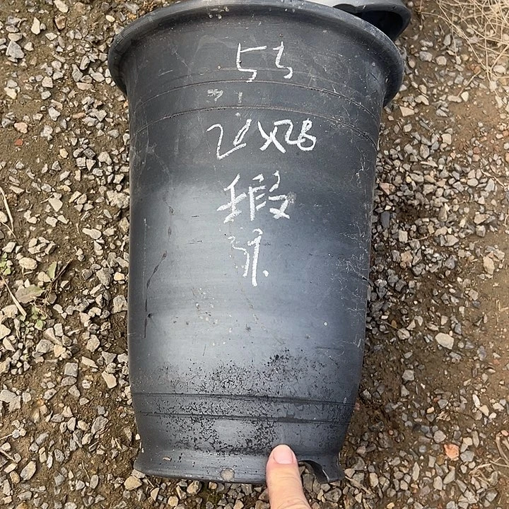 微瑕金钟口径20高28