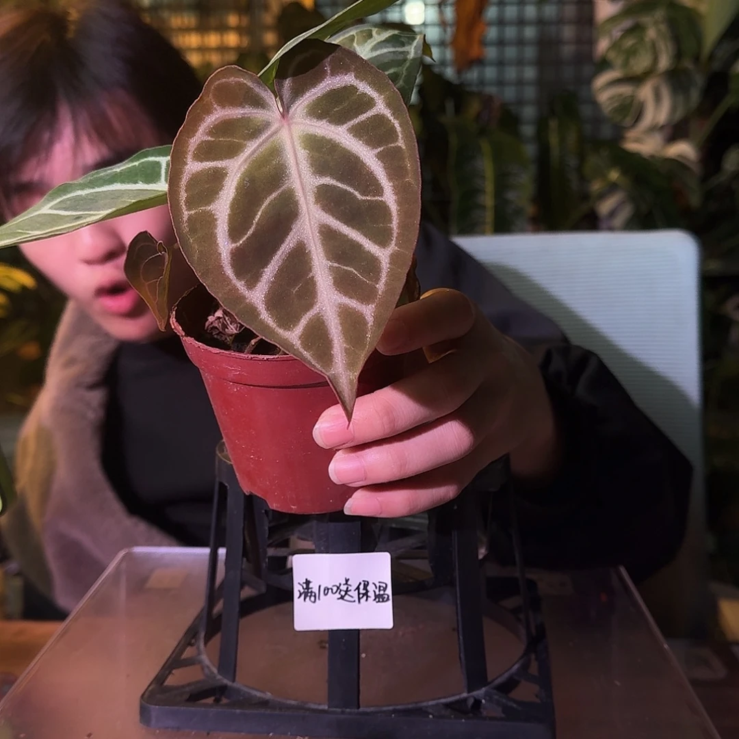 不开花植物G552skg银红杂撕裂纹