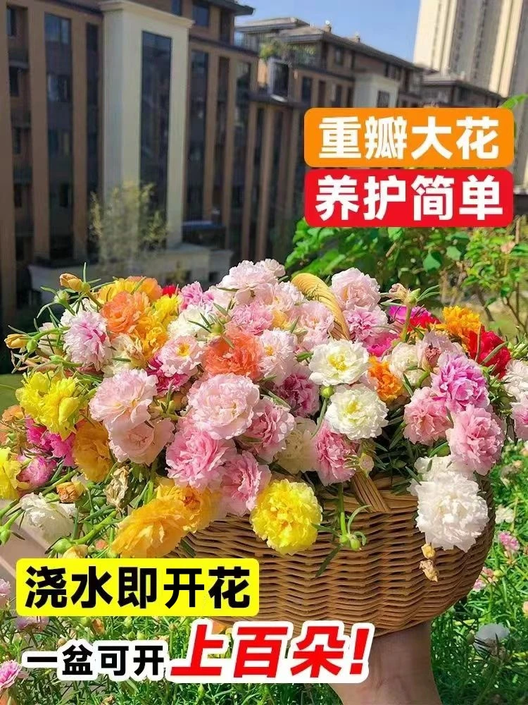 20色重瓣太阳花苗带根多年生花卉开花多四季开花可扦插特大易养活