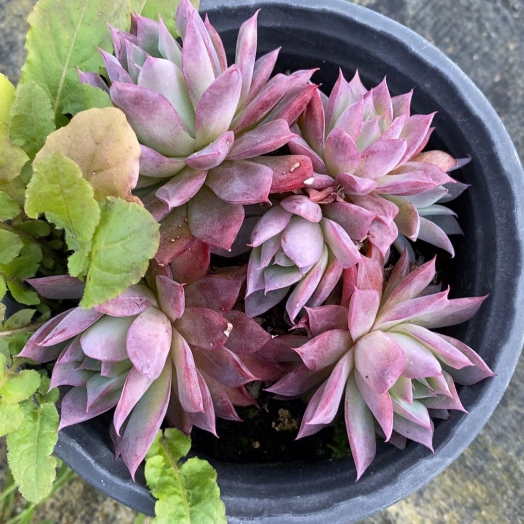 自助下单一物一拍多肉，下滑更多品种