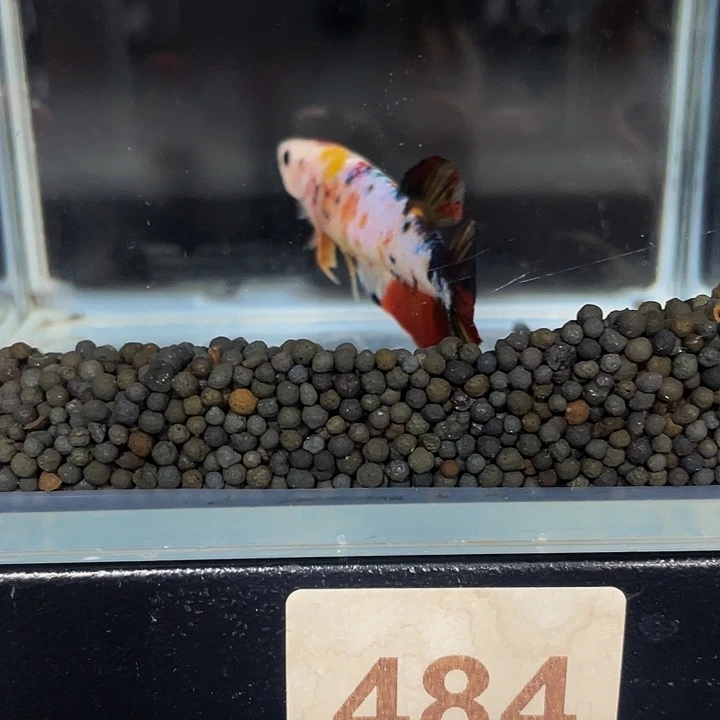 斗鱼484巨斗111111
