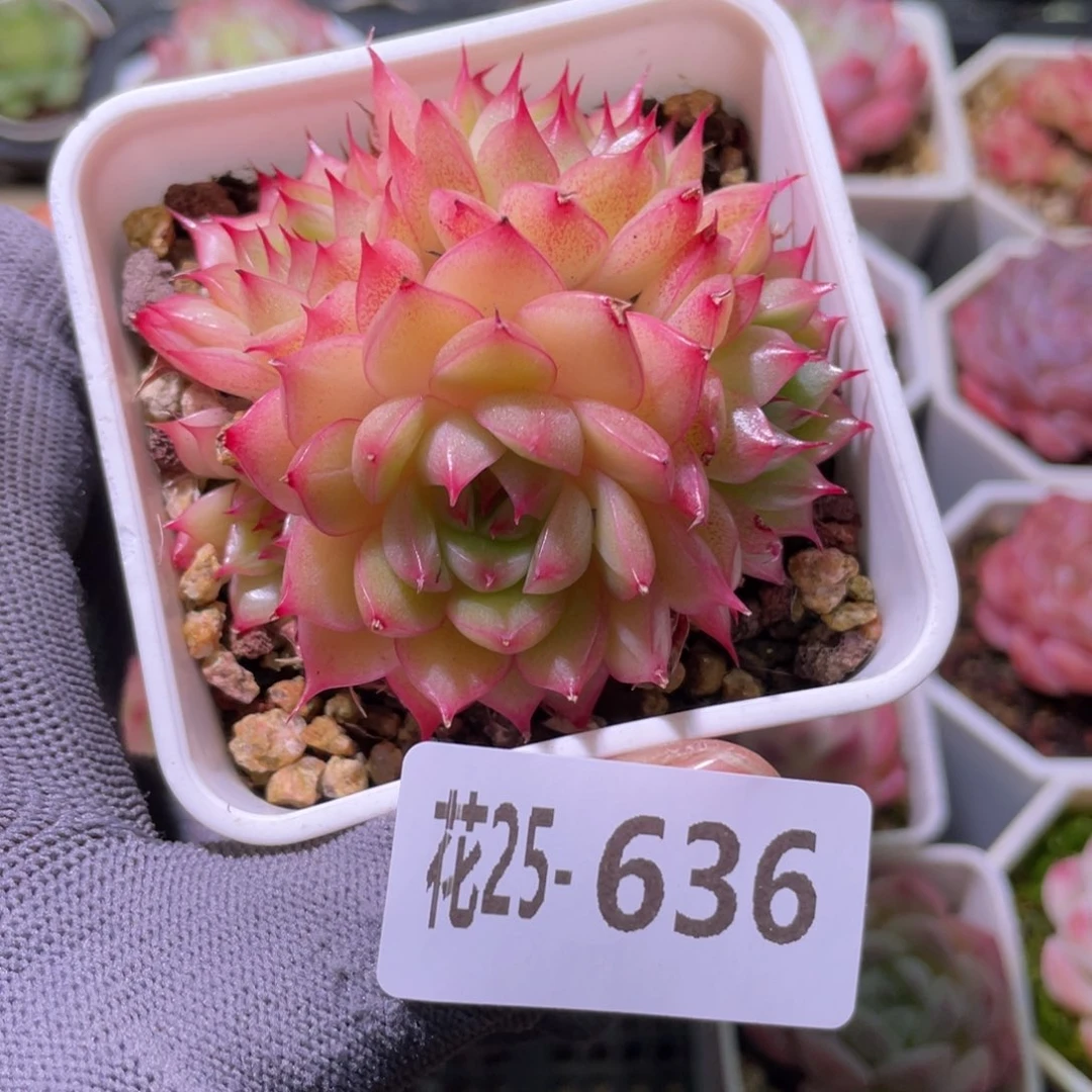 花利美25-636海王