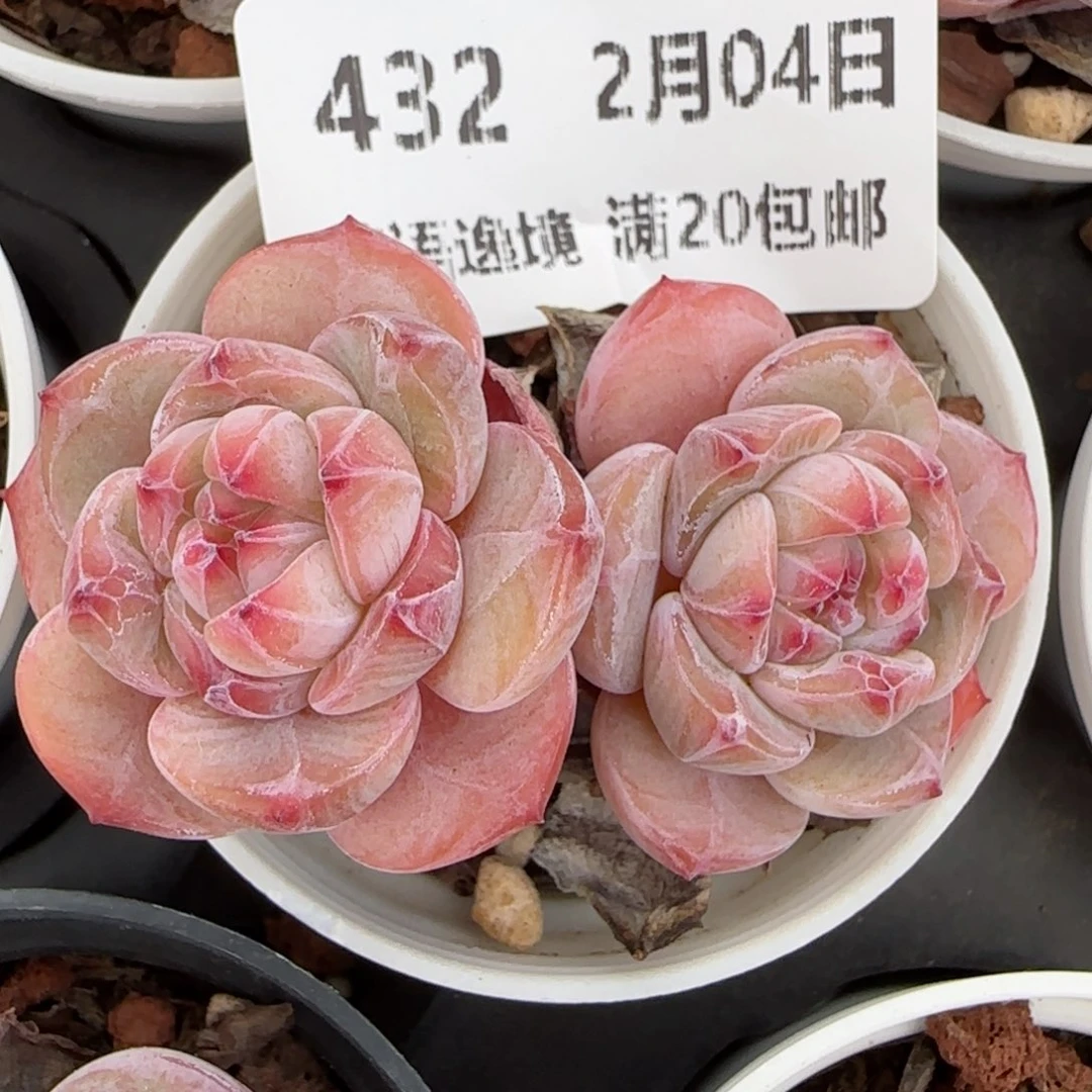 花语逸镜0204-432