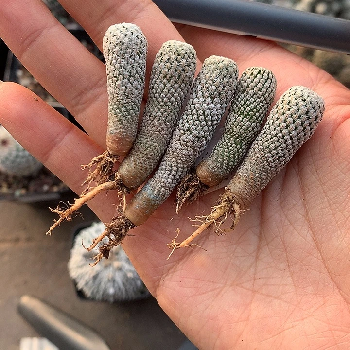 408实生白斜子1.1-1.2