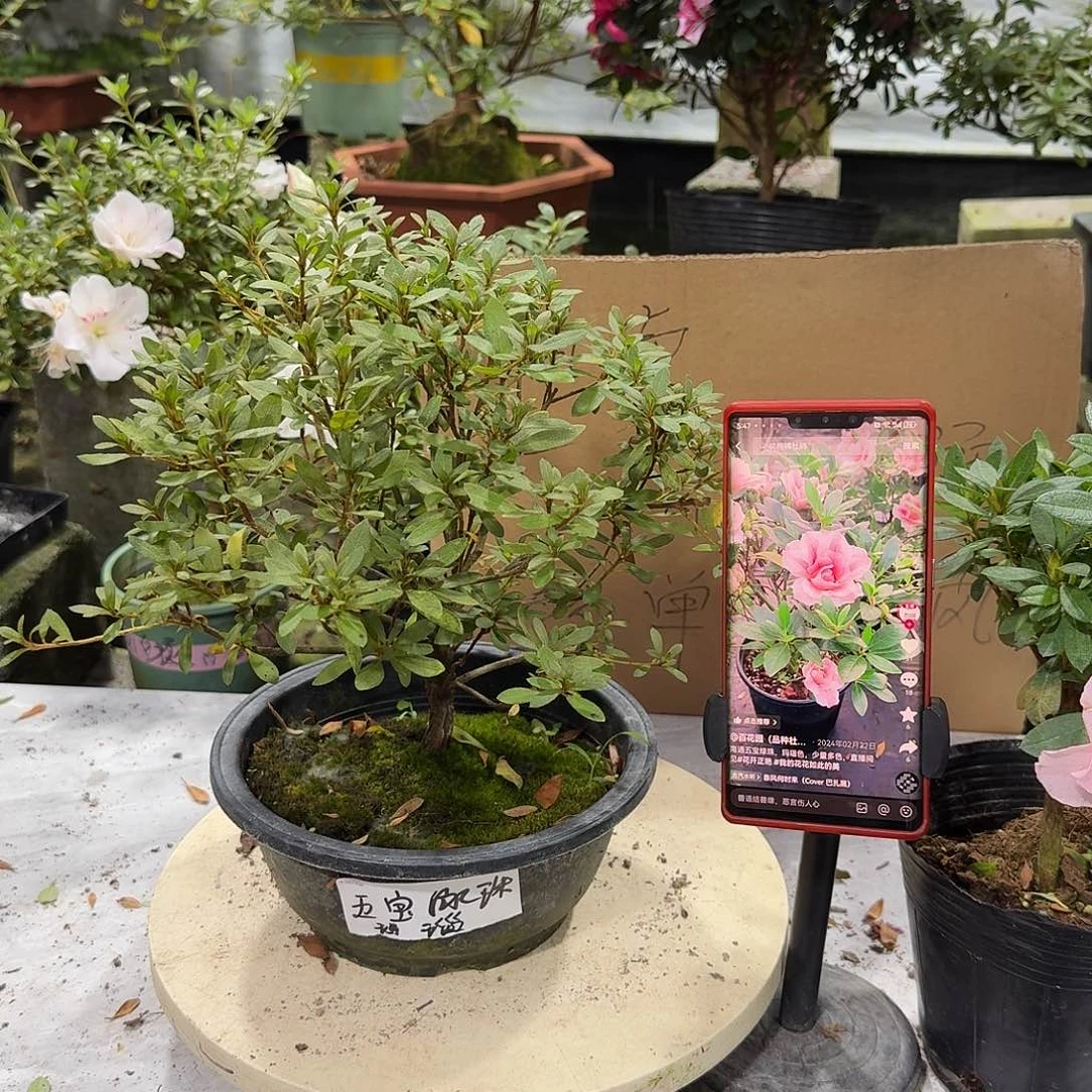 全部花苞五宝绿珠玛瑙杜鹃花