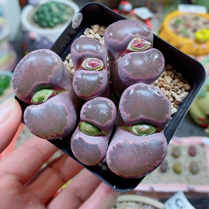 生石花花花花花花314