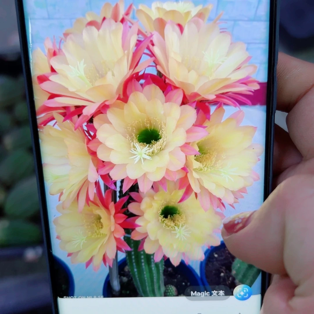 下20毛法三歪斑点无根侧芽4公分左右20包邮