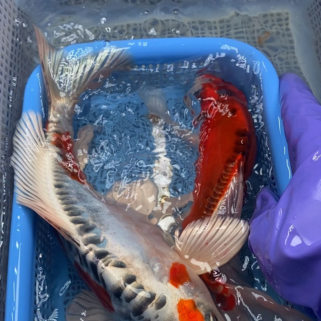 锦鲤冷水锦鲤包邮