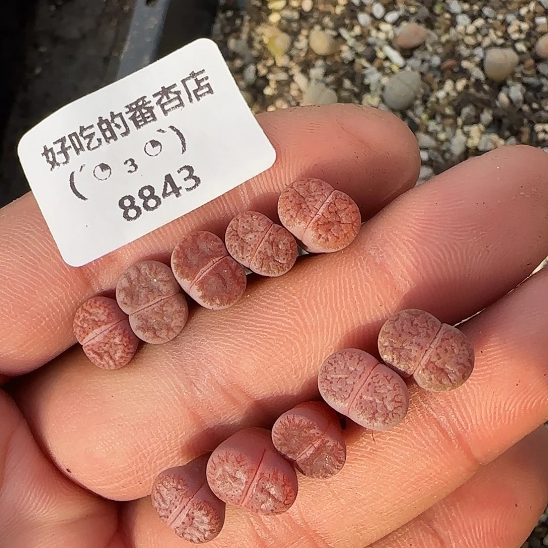 8843。默认脱土。18包邮。偏远88包邮