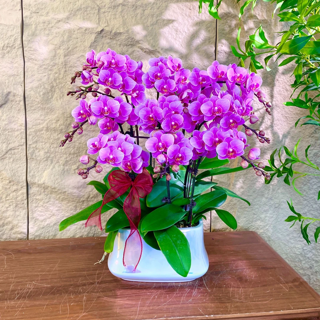 【紫霞-蝴蝶兰】轻奢 中式 禅意 绿植盆栽 送礼 年宵花