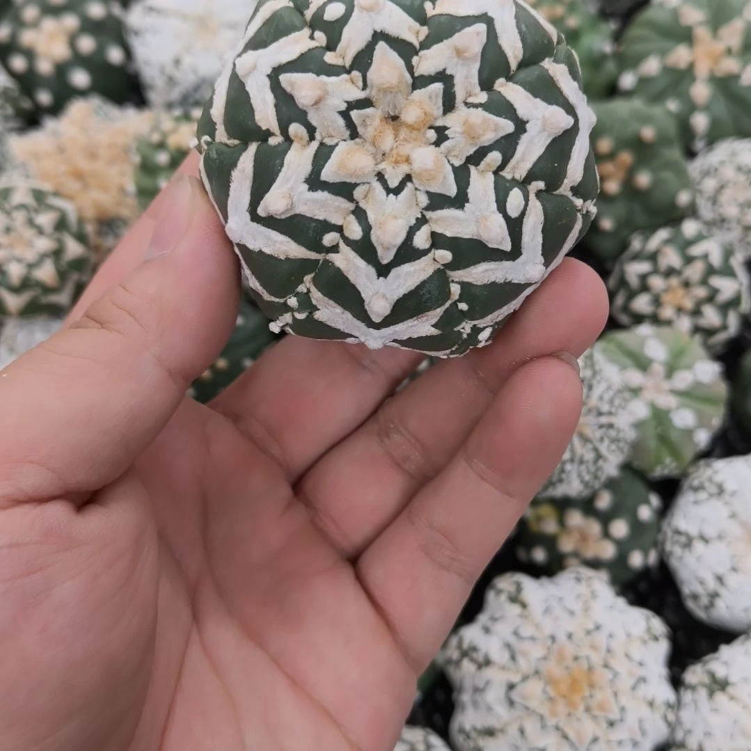 琉璃V兜屁股有干疤哈哈哈