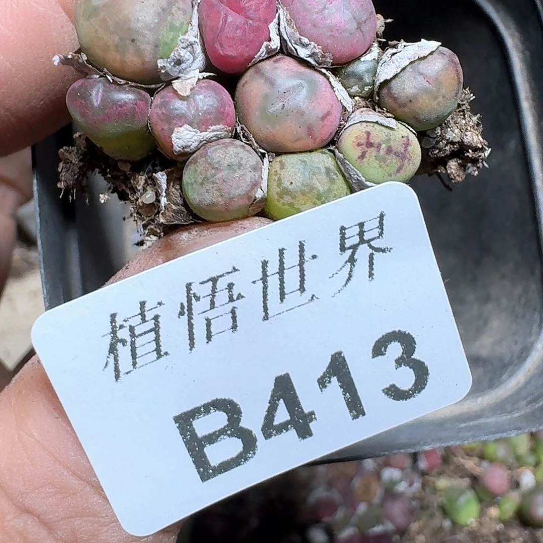 413号多肉植物哇f f