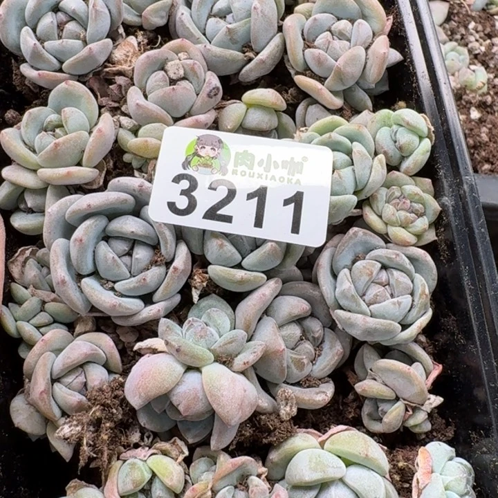 +***～无花朵多肉植物多肉植物