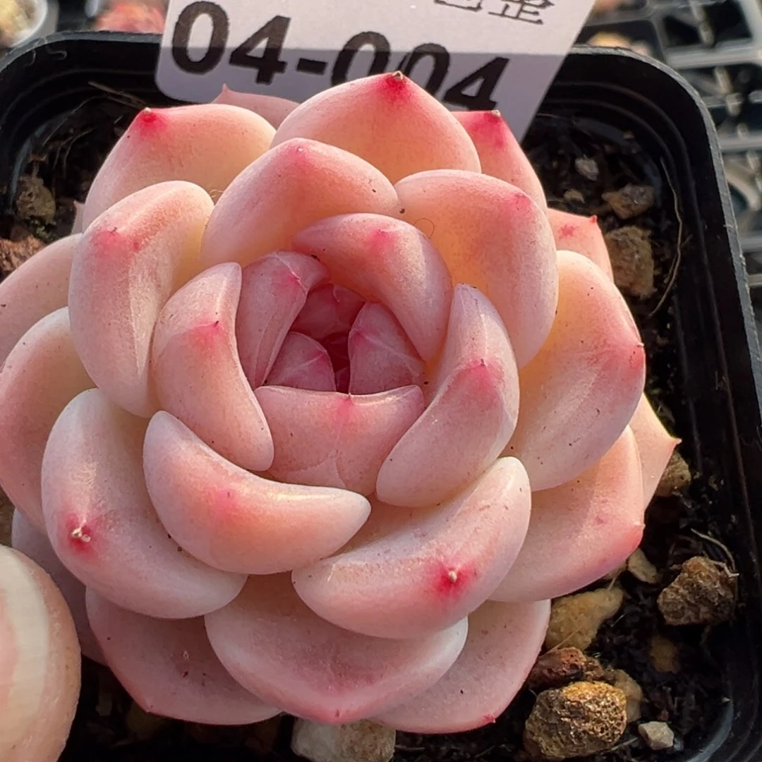 小卡拉米糖心一物一拍4-4