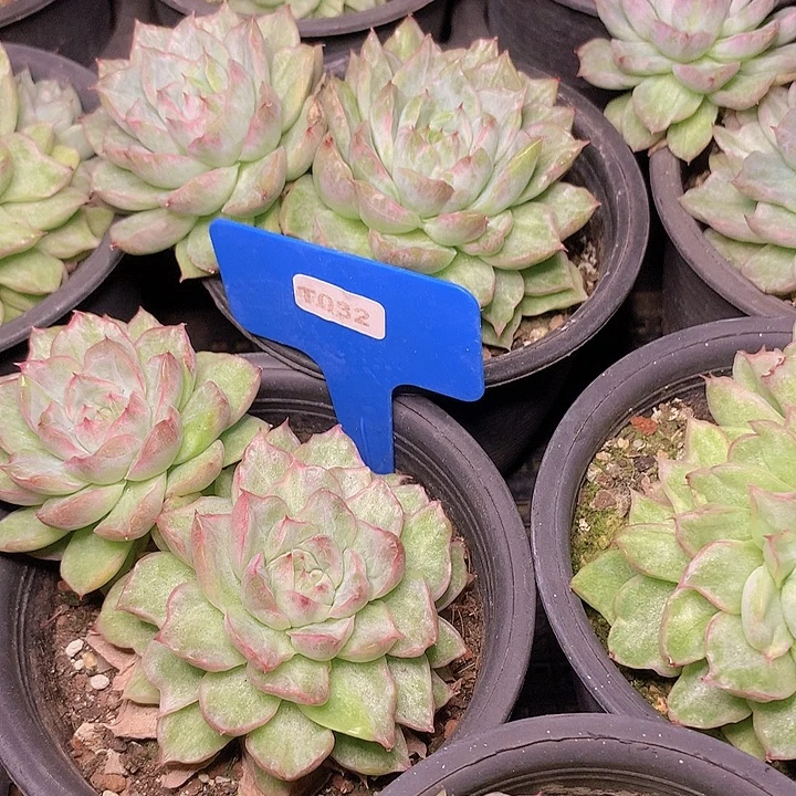 t032饺子锦双头发货