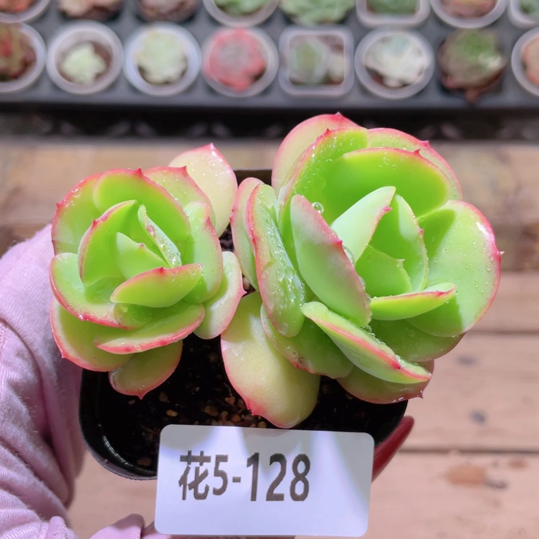 花利美5-128桃花石