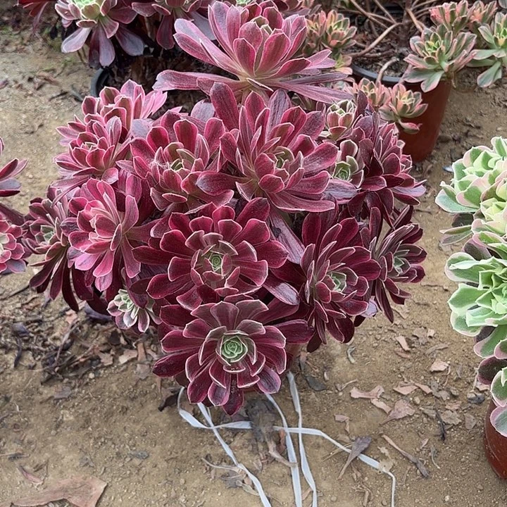 大*γ多肉植物法师浣纱70