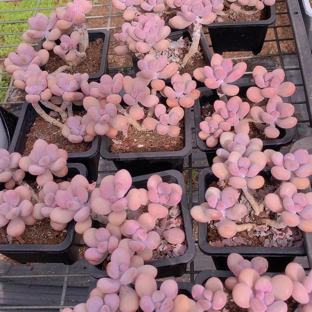 桃蛋五头356788999900