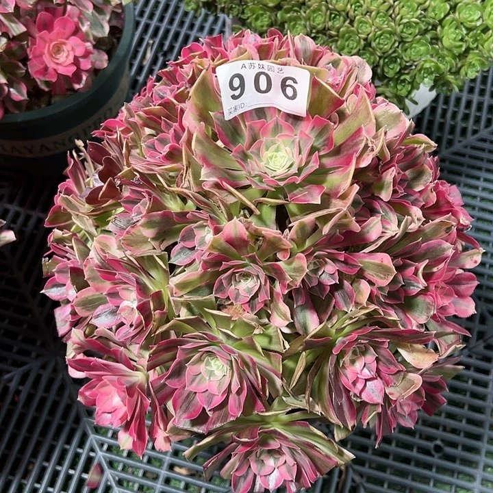 迷**末906男神多肉植物