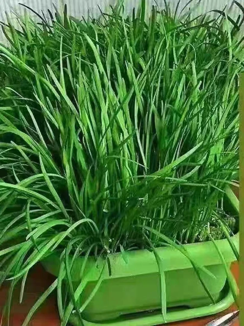 山货链接，野菜，野草，菜叶