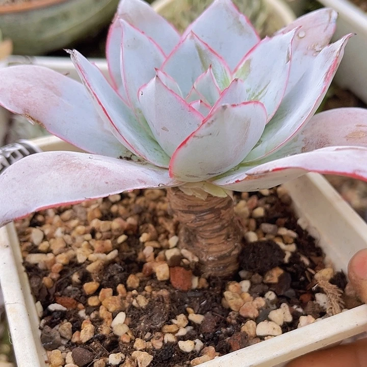 广寒宫02212处理多肉植物