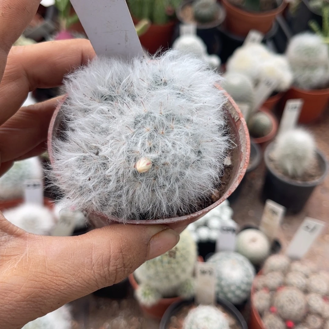 柠***檬多肉植物仙人球系列