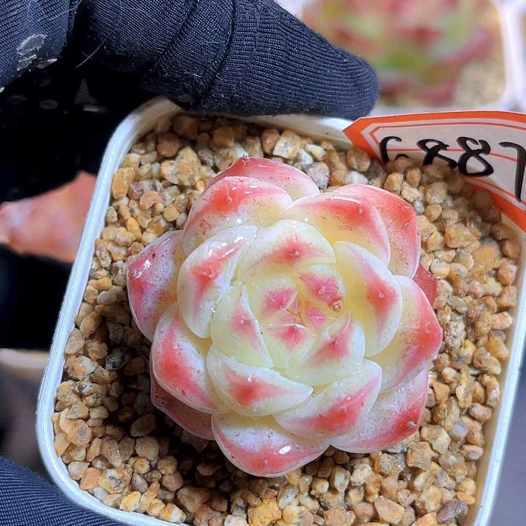 G887  新品珍妮多肉18包邮