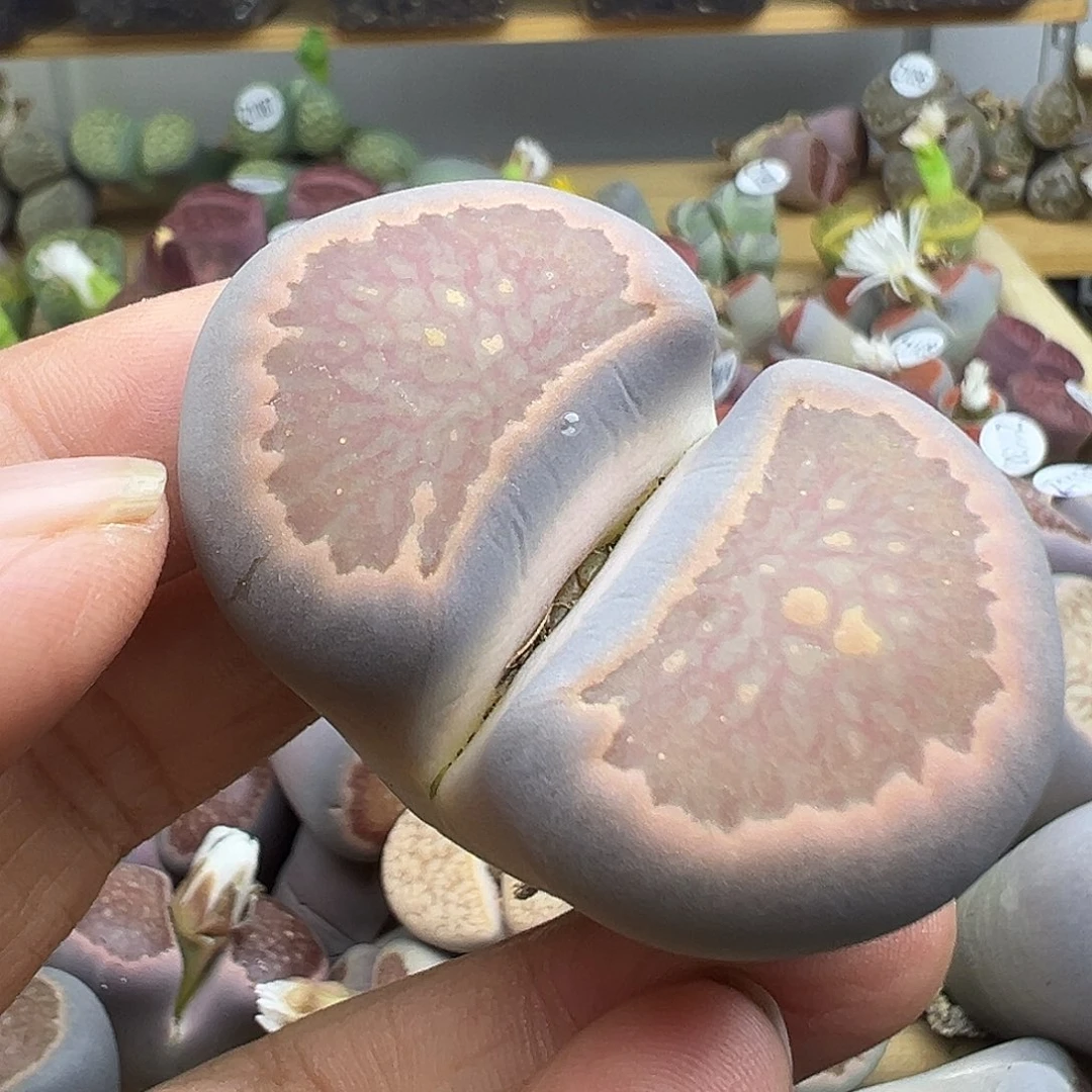 1141巨无霸炸了它