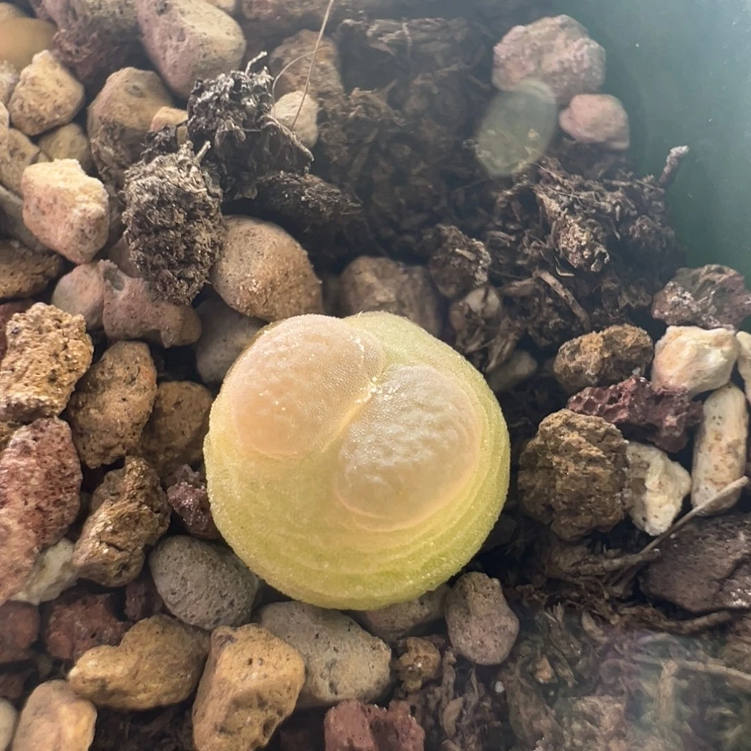 583 捡漏时刻一颗