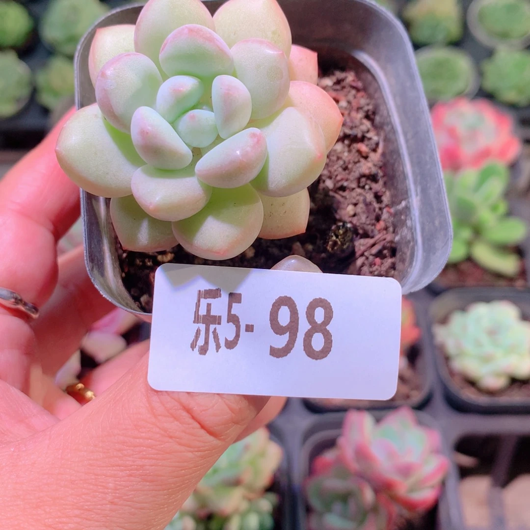 乐然5-98 泡泡糖