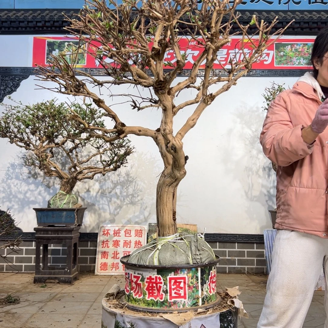 无花朵金银花88888