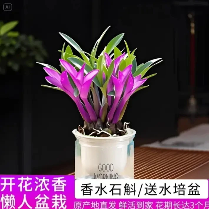 【当季开花】七彩香水石斛兰 精品澳洲石斛 浓香型 水培盆栽